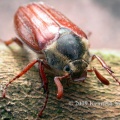 cockchafer (Melolontha melolontha) Kenneth Noble